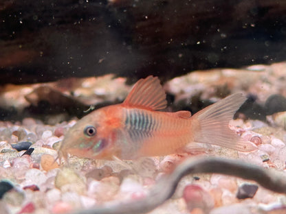 Orangener Venezuela Panzerwels Corydoras venezuelanus orange