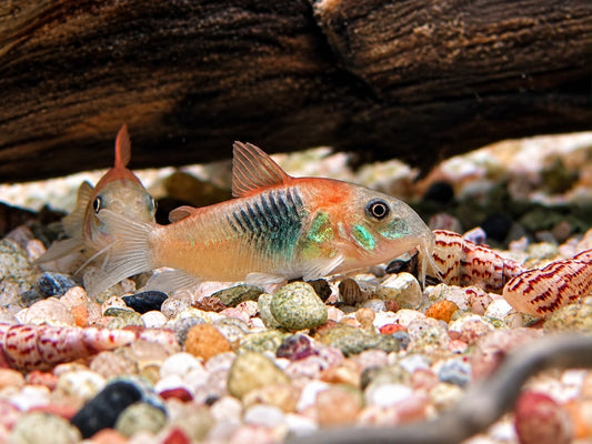 Orangener Venezuela Panzerwels Corydoras venezuelanus orange