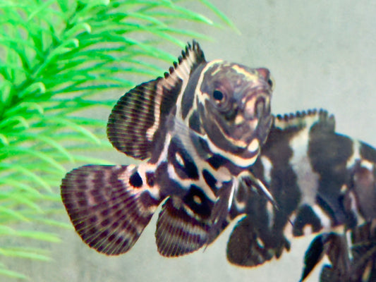 Oskar Pfauenaugenbuntbarsch  Tiger Astronotus ocellatus