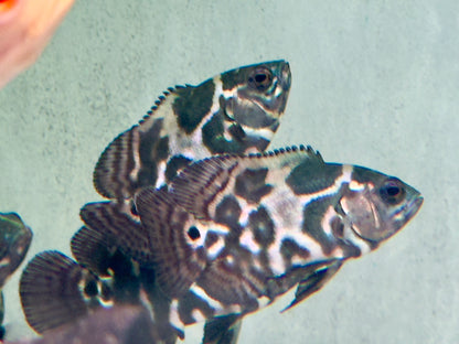 Oskar Pfauenaugenbuntbarsch  Tiger Astronotus ocellatus