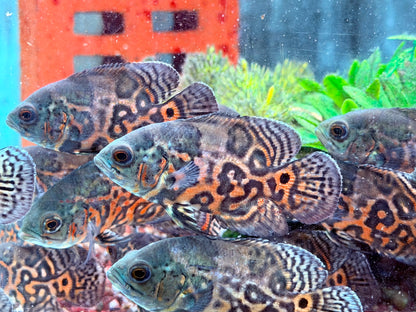 Oskar Pfauenaugenbuntbarsch Rot Tiger Astronotus ocellatus