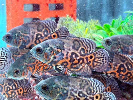 Oskar Pfauenaugenbuntbarsch Rot Tiger Astronotus ocellatus