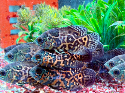 Oskar Pfauenaugenbuntbarsch Rot Tiger Astronotus ocellatus