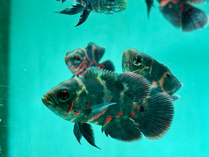 Oskar Pfauenaugenbuntbarsch Rot Tiger Astronotus ocellatus