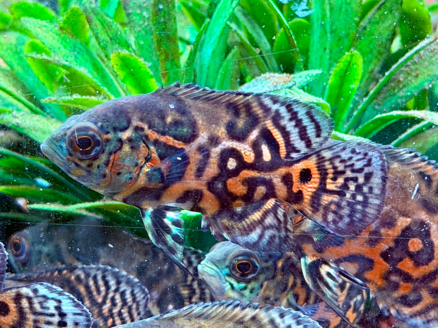 Oskar Pfauenaugenbuntbarsch Rot Tiger Astronotus ocellatus