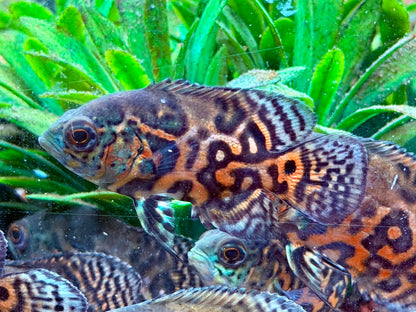 Oskar Pfauenaugenbuntbarsch Rot Tiger Astronotus ocellatus