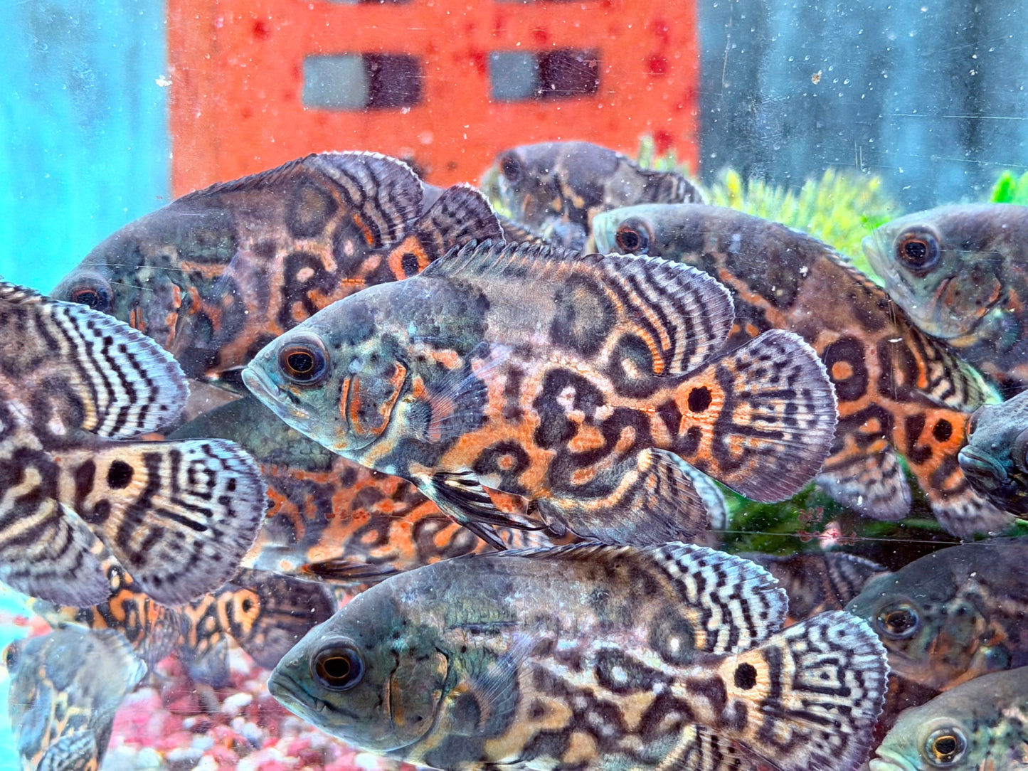 Oskar Pfauenaugenbuntbarsch Rot Tiger Astronotus ocellatus