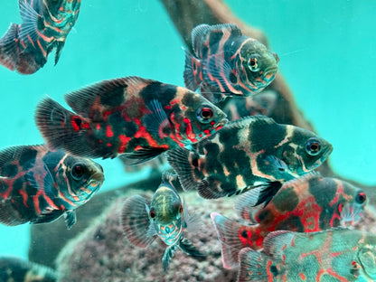 Oskar Pfauenaugenbuntbarsch Rot Tiger Astronotus ocellatus