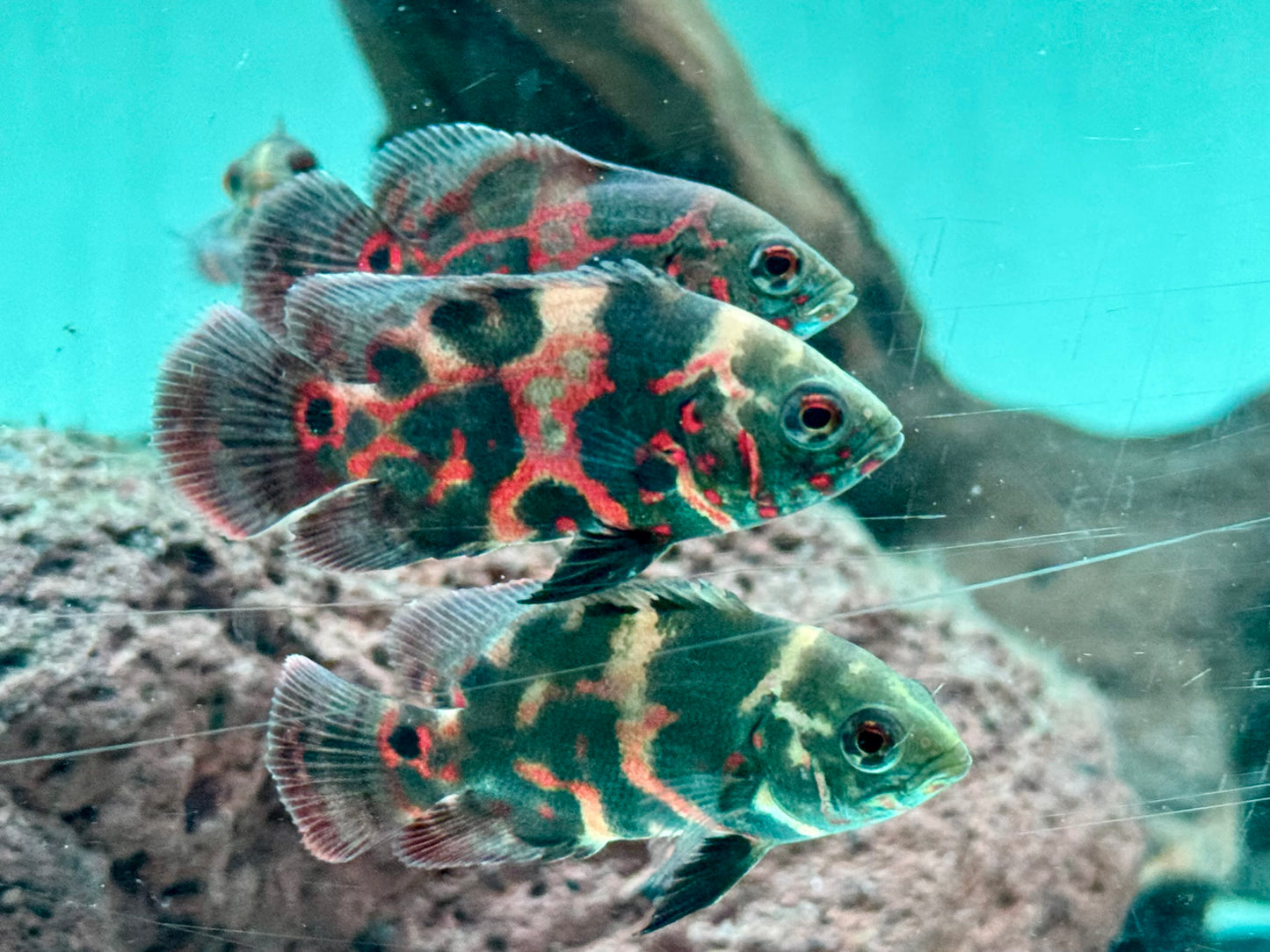 Oskar Pfauenaugenbuntbarsch Rot Tiger Astronotus ocellatus