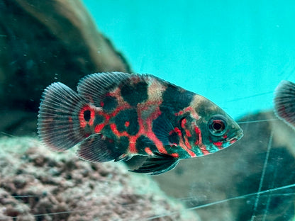 Oskar Pfauenaugenbuntbarsch Rot Tiger Astronotus ocellatus