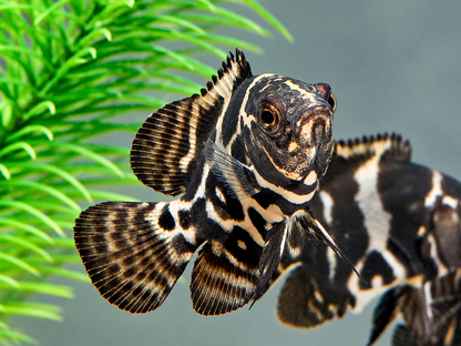 Oskar Pfauenaugenbuntbarsch  Tiger Astronotus ocellatus