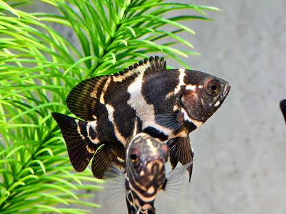 Oskar Pfauenaugenbuntbarsch  Tiger Astronotus ocellatus