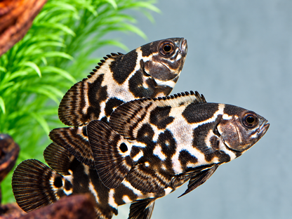 Oskar Pfauenaugenbuntbarsch  Tiger Astronotus ocellatus