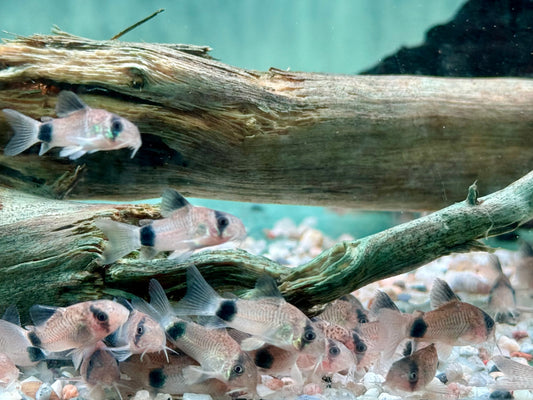 Panda Panzerwels Hoplisoma Corydoras panda