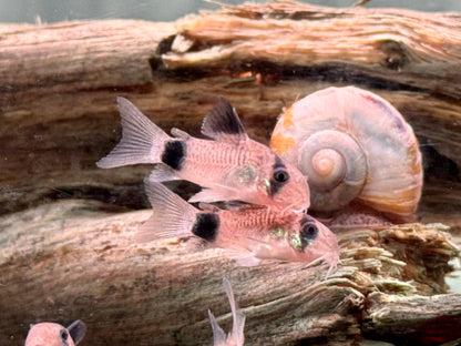 Panda Panzerwels Hoplisoma Corydoras panda Größe L