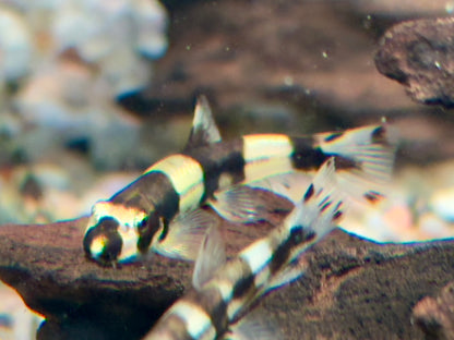 Panda Schmerle Protomyzon I Yaoshania pachychilus