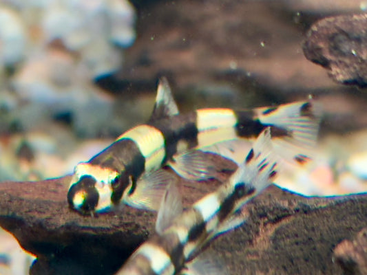 Panda Schmerle Protomyzon I Yaoshania pachychilus