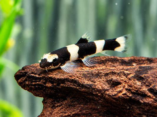 Panda Schmerle Protomyzon I Yaoshania pachychilus