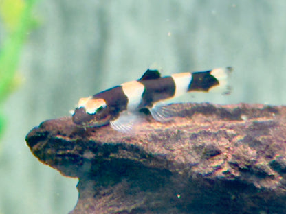 Panda Schmerle Protomyzon I Yaoshania pachychilus