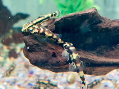 Panda Schmerle Protomyzon I Yaoshania pachychilus