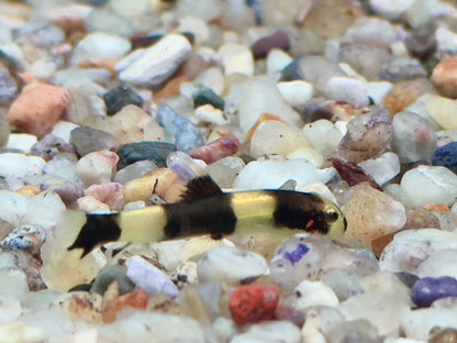 Panda Schmerle Protomyzon I Yaoshania pachychilus