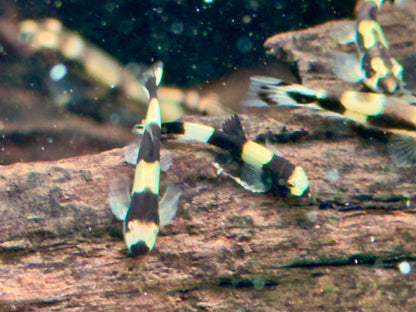Panda Schmerle Protomyzon I Yaoshania pachychilus