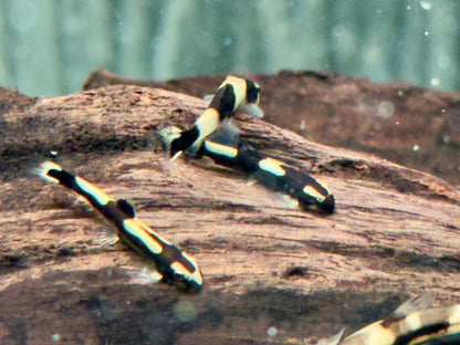 Panda Schmerle Protomyzon I Yaoshania pachychilus