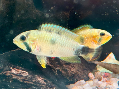 Panduros Zwergbuntbarsch Apistogramma panduro
