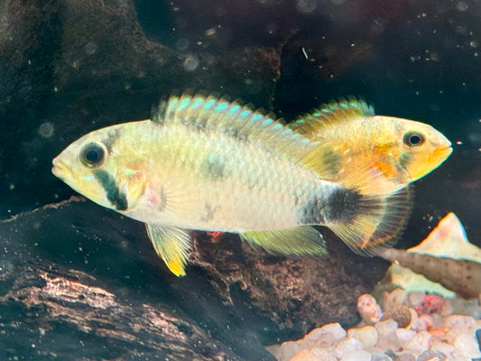 Panduros Zwergbuntbarsch Apistogramma panduro