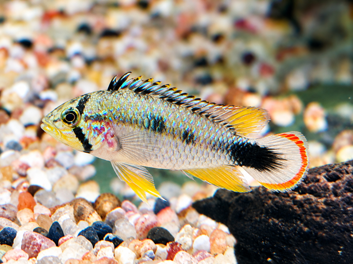 Panduros Zwergbuntbarsch Apistogramma panduro