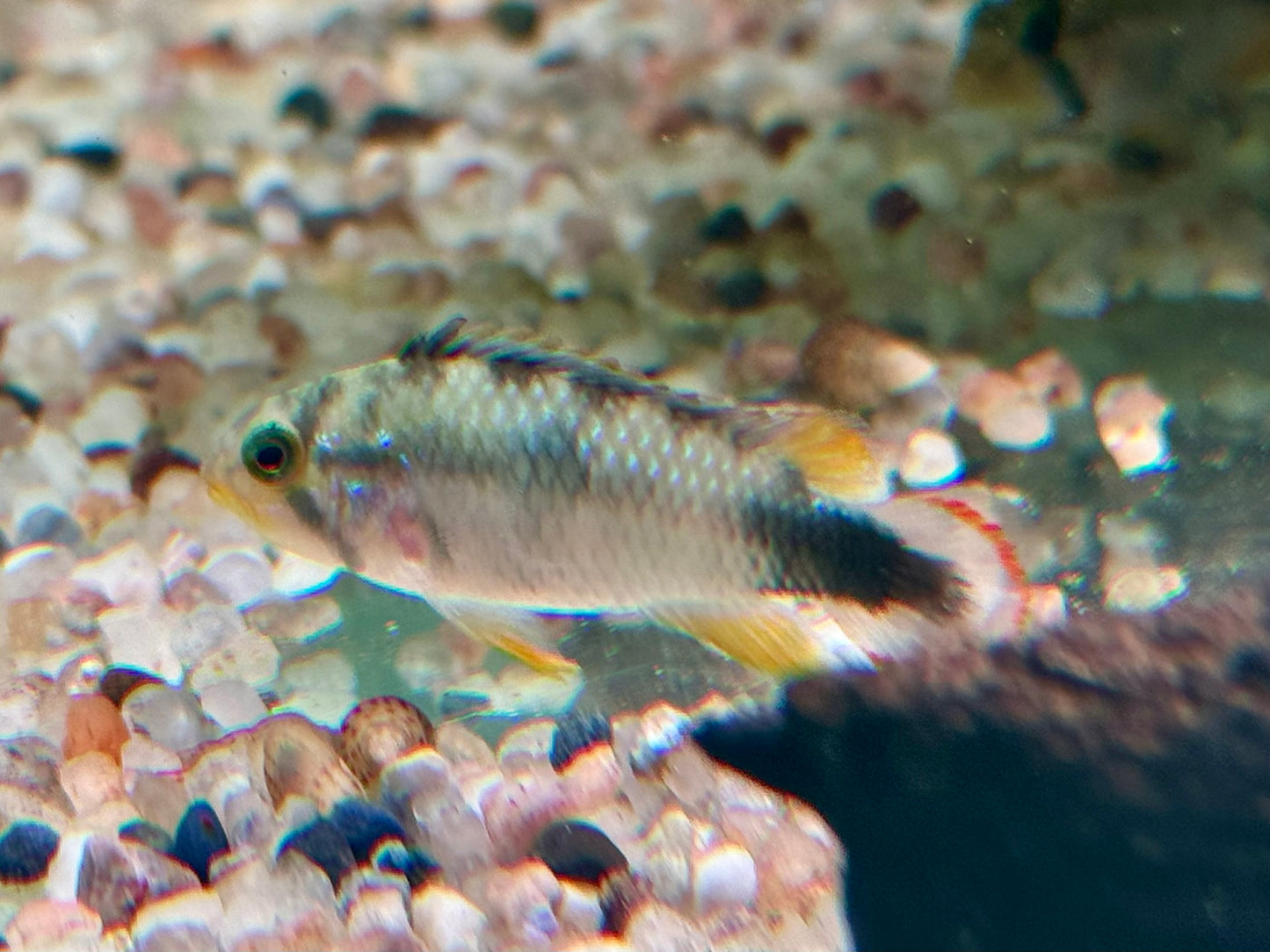 Panduros Zwergbuntbarsch Apistogramma panduro