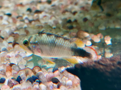 Panduros Zwergbuntbarsch Apistogramma panduro