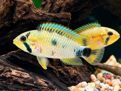 Panduros Zwergbuntbarsch Apistogramma panduro