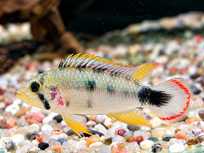Panduros Zwergbuntbarsch Apistogramma panduro