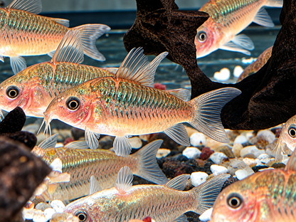 Pantanal-Panzerwels Corydoras Brochis pantanalensis C005