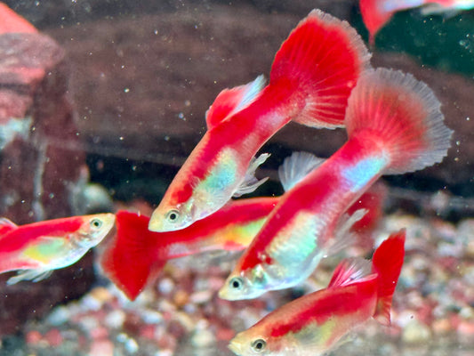 Papagei Guppy Poecilia reticulata Männchen