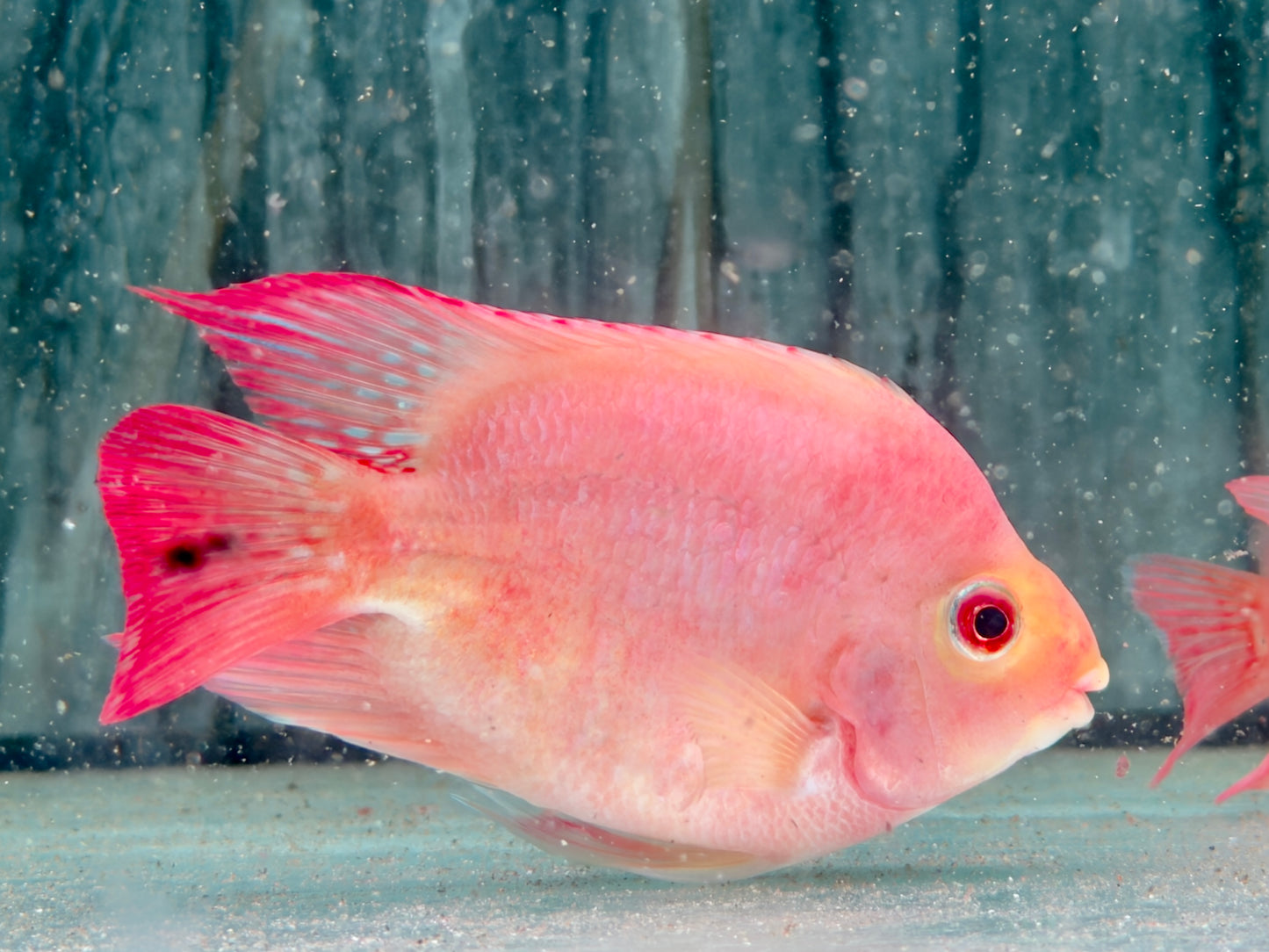 Papageienbuntbarsch Parrot rot  Cichlasoma spec. Amphilophus  8-10 cm