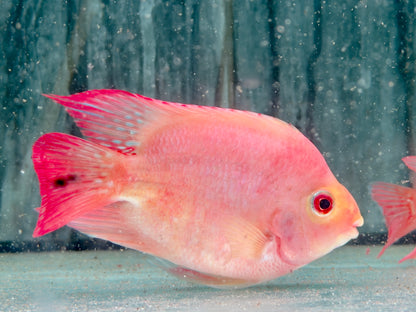 Papageienbuntbarsch Parrot rot  Cichlasoma spec. Amphilophus  8-10 cm