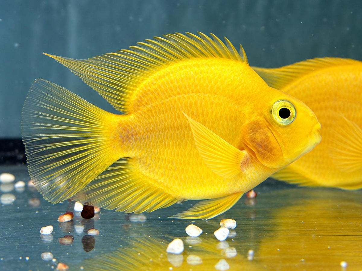 Papageienbuntbarsch Parrot gelb Cichlasoma spec. Amphilophus  6,5-7,5 cm