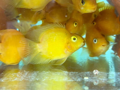 Papageienbuntbarsch Parrot gelb Cichlasoma spec. Amphilophus  6,5-7,5 cm