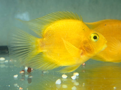 Papageienbuntbarsch Parrot gelb Cichlasoma spec. Amphilophus  6,5-7,5 cm
