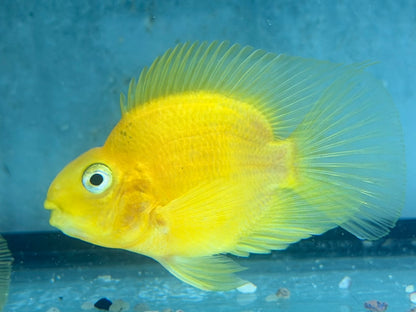 Papageienbuntbarsch Parrot gelb Cichlasoma spec. Amphilophus  6,5-7,5 cm