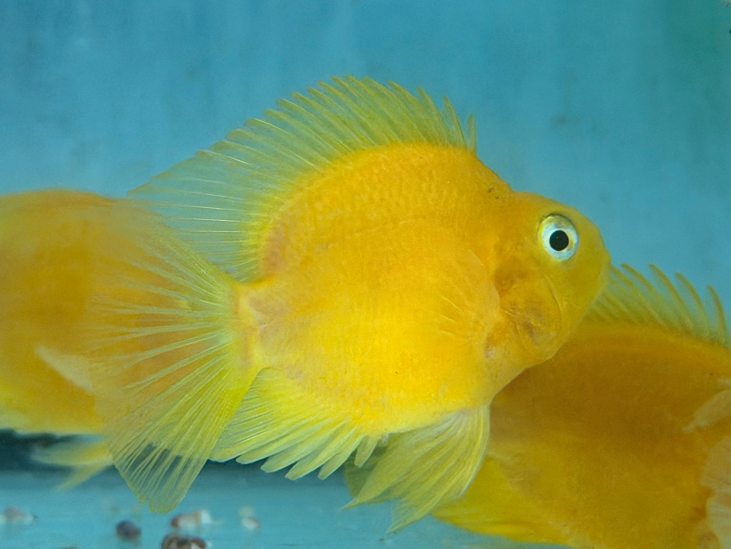 Papageienbuntbarsch Parrot gelb Cichlasoma spec. Amphilophus  6,5-7,5 cm