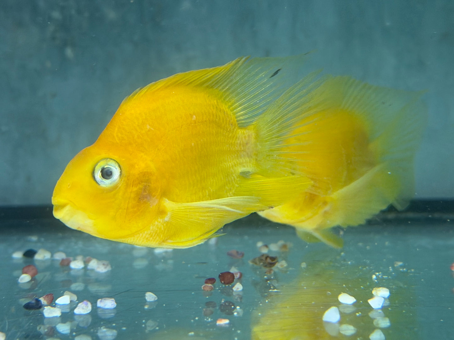 Papageienbuntbarsch Parrot gelb Cichlasoma spec. Amphilophus  6,5-7,5 cm