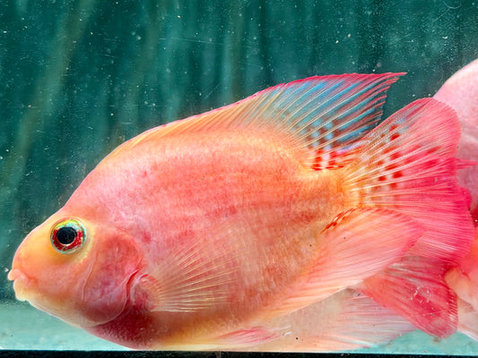 Papageienbuntbarsch Parrot rot  Cichlasoma spec. Amphilophus  8-10 cm