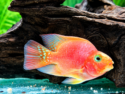 Papageienbuntbarsch Parrot rot  Cichlasoma spec. Amphilophus