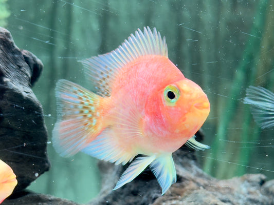 Papageienbuntbarsch Parrot rot  Cichlasoma spec. Amphilophus