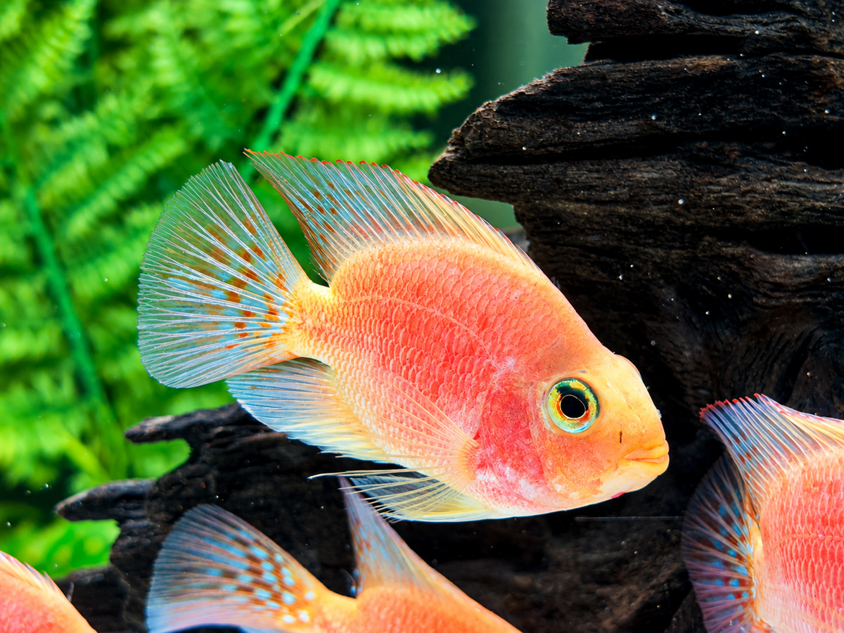 Papageienbuntbarsch Parrot rot  Cichlasoma spec. Amphilophus