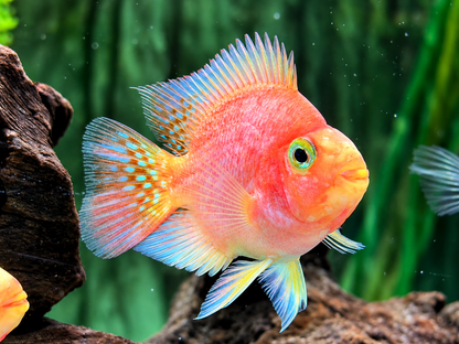Papageienbuntbarsch Parrot rot  Cichlasoma spec. Amphilophus