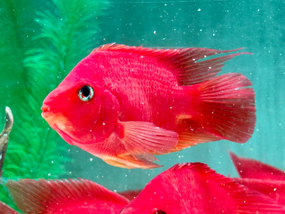 Papageienbuntbarsch Parrot rot  Cichlasoma spec. Amphilophus  10-13 cm